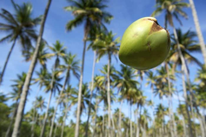 Beware of Falling Coconuts